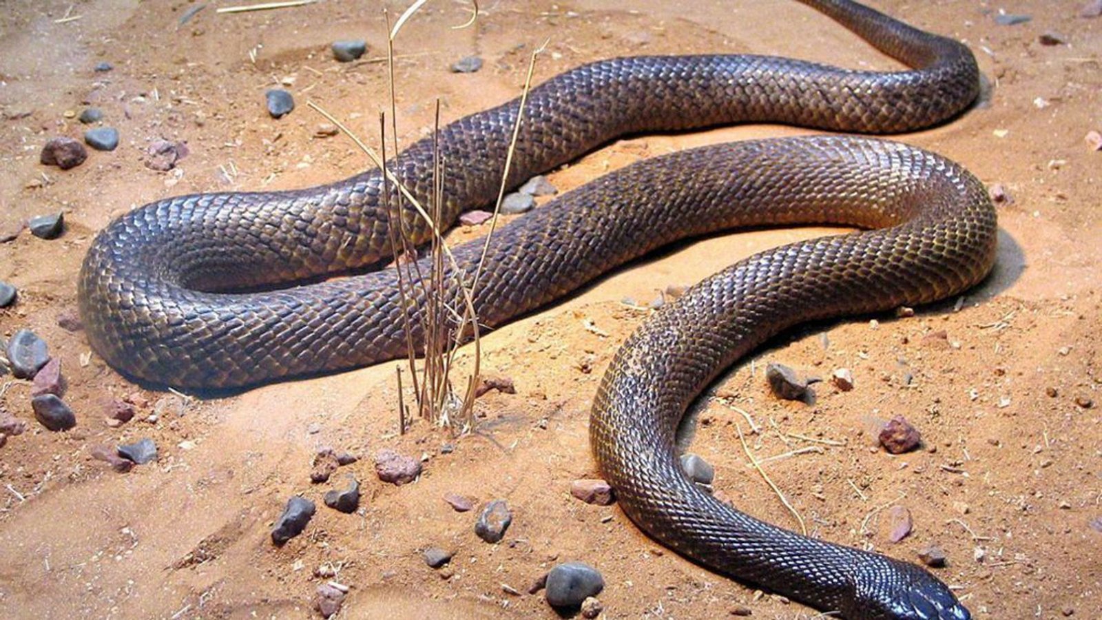 Inland-Taipan (Oxyuranus microlepidotus): Sie ist giftigste Schlange der Welt. Das Gift aus einem Biss reicht aus, um 230 Erwachsene zu töten. Diese Schlangenart kommt ausschließlich in Australien vor.Foto: Wikipedia commons/XLerate/CC BY-SA 3.0