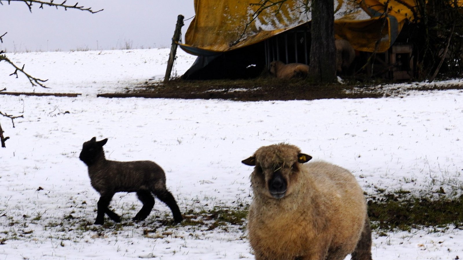 „Huhu, wir sind die lustigen Schafe aus Gündelbach“, scheinen die beiden zu sagen. Foto: Thalhäuser „Huhu, wir sind die lustigen Schafe aus Gündelbach“, scheinen die beiden zu sagen. Foto: Thalhäuser