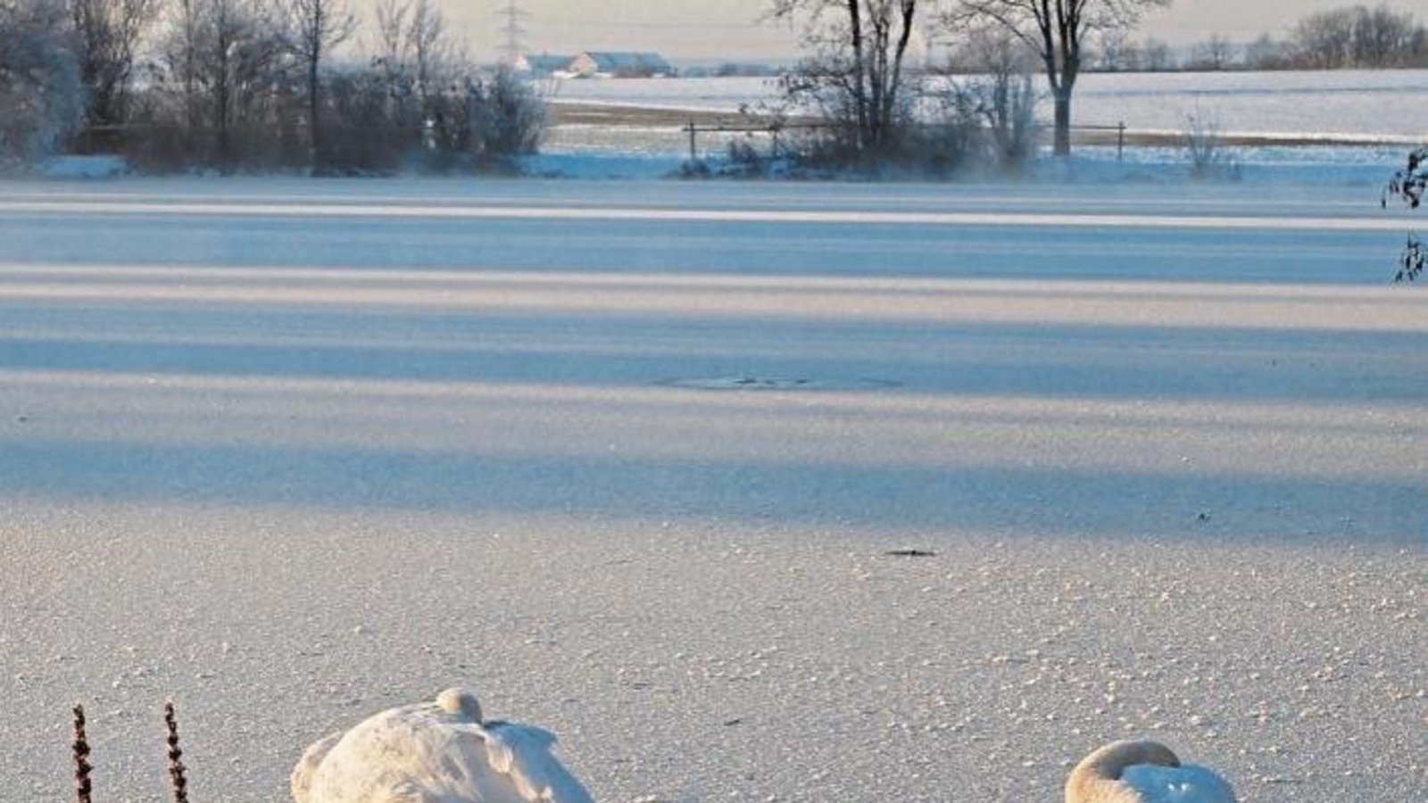 So manchem Wesen schmilzt nun das Bettchen unterm Bauch weg. Das Schwanenbild hat Ferry Wittchen aus Vaihingen am Ensinger See geknipst. So manchem Wesen schmilzt nun das Bettchen unterm Bauch weg. Das Schwanenbild hat Ferry Wittchen aus Vaihingen am Ensinger See geknipst.