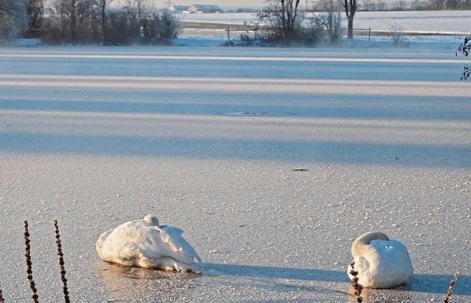 So manchem Wesen schmilzt nun das Bettchen unterm Bauch weg. Das Schwanenbild hat Ferry Wittchen aus Vaihingen am Ensinger See geknipst.