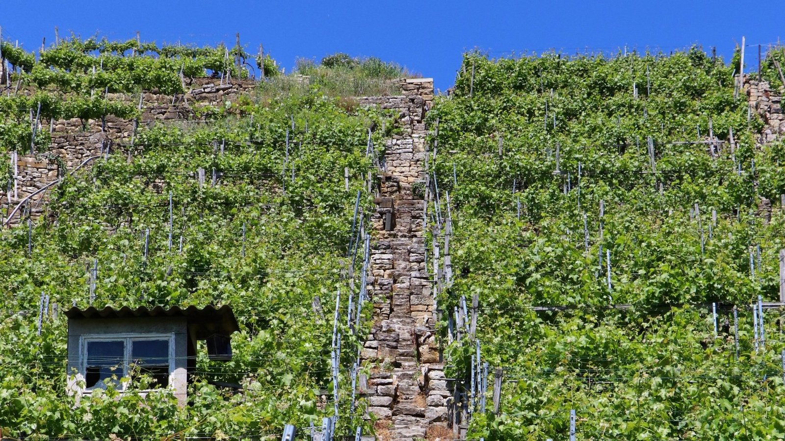 Hoch hinaus: Der Weinbau ist hier im Wortsinn eine steile Sache. Archivfoto: Bögel Hoch hinaus: Der Weinbau ist hier im Wortsinn eine steile Sache. Archivfoto: Bögel