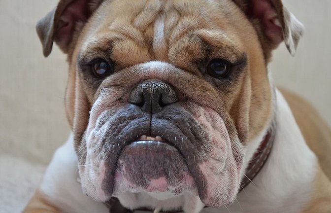 Bei dem Versuch, ihren kleinen Hund zu schützen, wird die 71-Jährige verletzt. (Symbolbild)<span class='image-autor'>Pixabay</span>