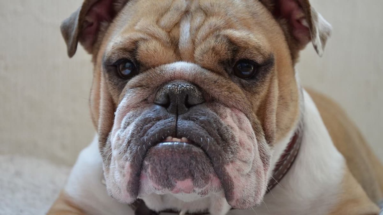 Bei dem Versuch, ihren kleinen Hund zu schützen, wird die 71-Jährige verletzt. (Symbolbild)Pixabay Bei dem Versuch, ihren kleinen Hund zu schützen, wird die 71-Jährige verletzt. (Symbolbild)Pixabay