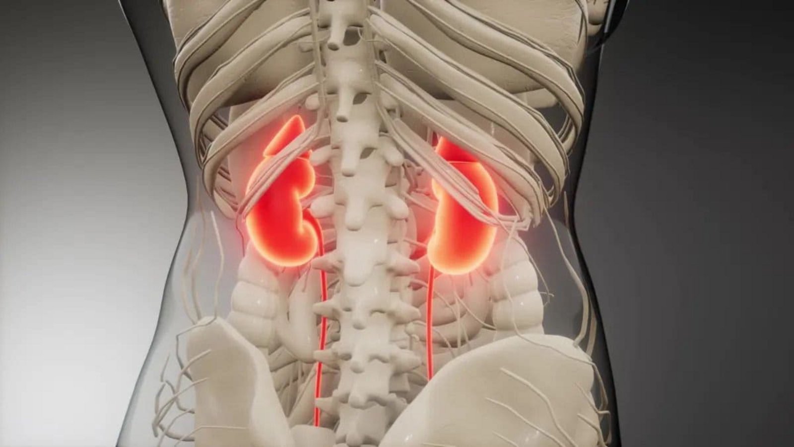 Die Niere ist ein lebenswichtiges Organ, das eine zentrale Rolle im menschlichen Körper spielt. Jede Niere filtert das Blut und sorgt dafür, dass Abfallstoffe als Urin ausgeschieden werden. Die Anatomie zeigt, dass die Niere aus Nierenrinde, Nierenmark und Nierenbecken besteht. In den Nierenkörperchen und Tubuli findet die eigentliche Filtration statt.Imago/ingimage Die Niere ist ein lebenswichtiges Organ, das eine zentrale Rolle im menschlichen Körper spielt. Jede Niere filtert das Blut und sorgt dafür, dass Abfallstoffe als Urin ausgeschieden werden. Die Anatomie zeigt, dass die Niere aus Nierenrinde, Nierenmark und Nierenbecken besteht. In den Nierenkörperchen und Tubuli findet die eigentliche Filtration statt.Imago/ingimage
