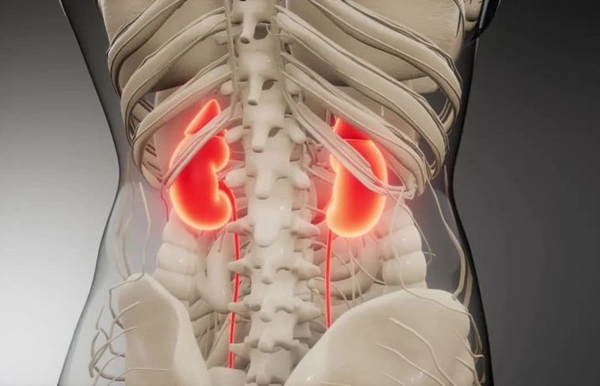 Die Niere ist ein lebenswichtiges Organ, das eine zentrale Rolle im menschlichen Körper spielt. Jede Niere filtert das Blut und sorgt dafür, dass Abfallstoffe als Urin ausgeschieden werden. Die Anatomie zeigt, dass die Niere aus Nierenrinde, Nierenmark und Nierenbecken besteht. In den Nierenkörperchen und Tubuli findet die eigentliche Filtration statt.<span class='image-autor'>Imago/ingimage</span>