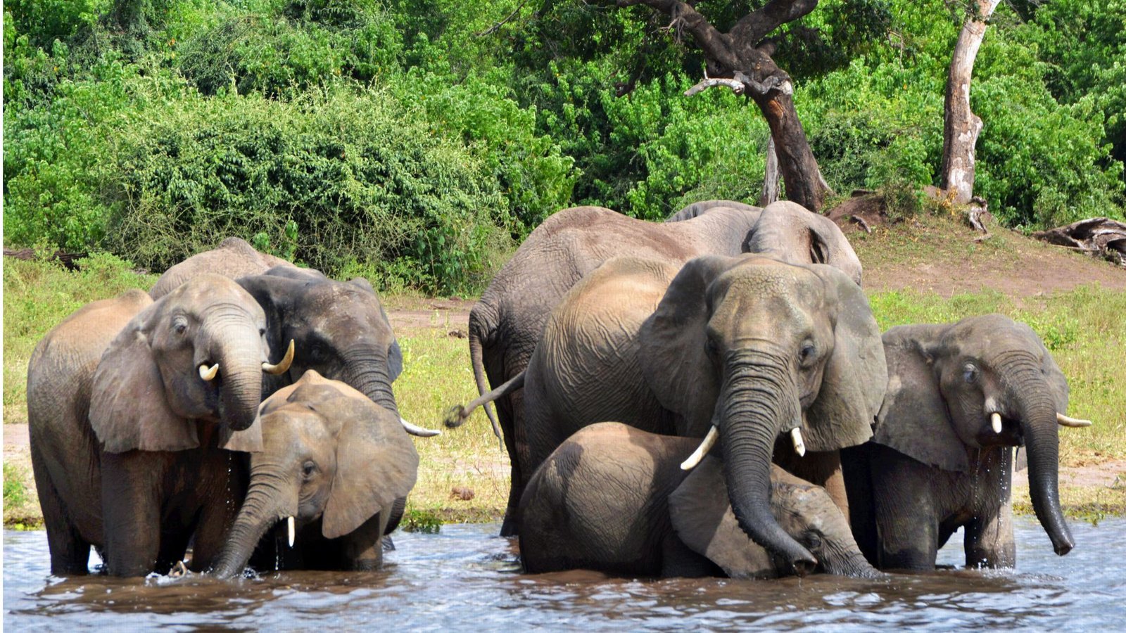 Die Elefanten in Botswana suchen Erfrischung im Wasser. Geht es nach der dortigen Regierung würden Tausende von ihnen nach Deutschland geschickt.Foto: dpa/Charmaine Noronha Die Elefanten in Botswana suchen Erfrischung im Wasser. Geht es nach der dortigen Regierung würden Tausende von ihnen nach Deutschland geschickt.Foto: dpa/Charmaine Noronha