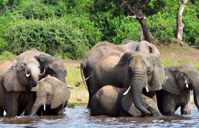 Die Elefanten in Botswana suchen Erfrischung im Wasser. Geht es nach der dortigen Regierung würden Tausende von ihnen nach Deutschland geschickt.<span class='image-autor'>Foto: dpa/Charmaine Noronha</span>