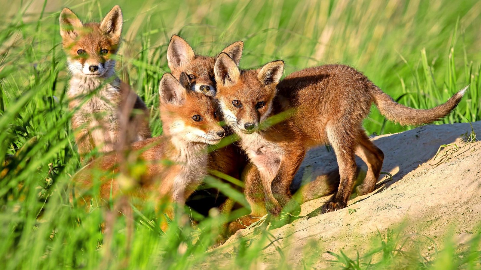 Natürliche Feinde haben die Füchse in Deutschland kaum.Foto: Adobe Stock/WildMedia