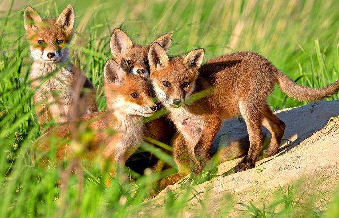 Natürliche Feinde haben die Füchse in Deutschland kaum.<span class='image-autor'>Foto: Adobe Stock/WildMedia</span>