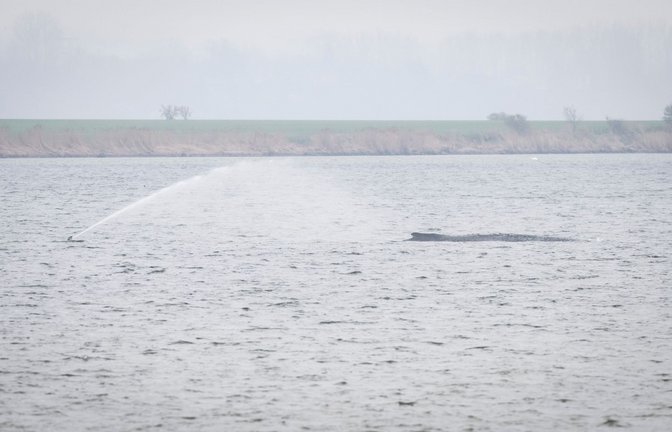 Der Wal liegt seit Tagen vor der Insel Poel. (Archivbild)<span class='image-autor'>Foto: Philip Dulian/dpa</span>