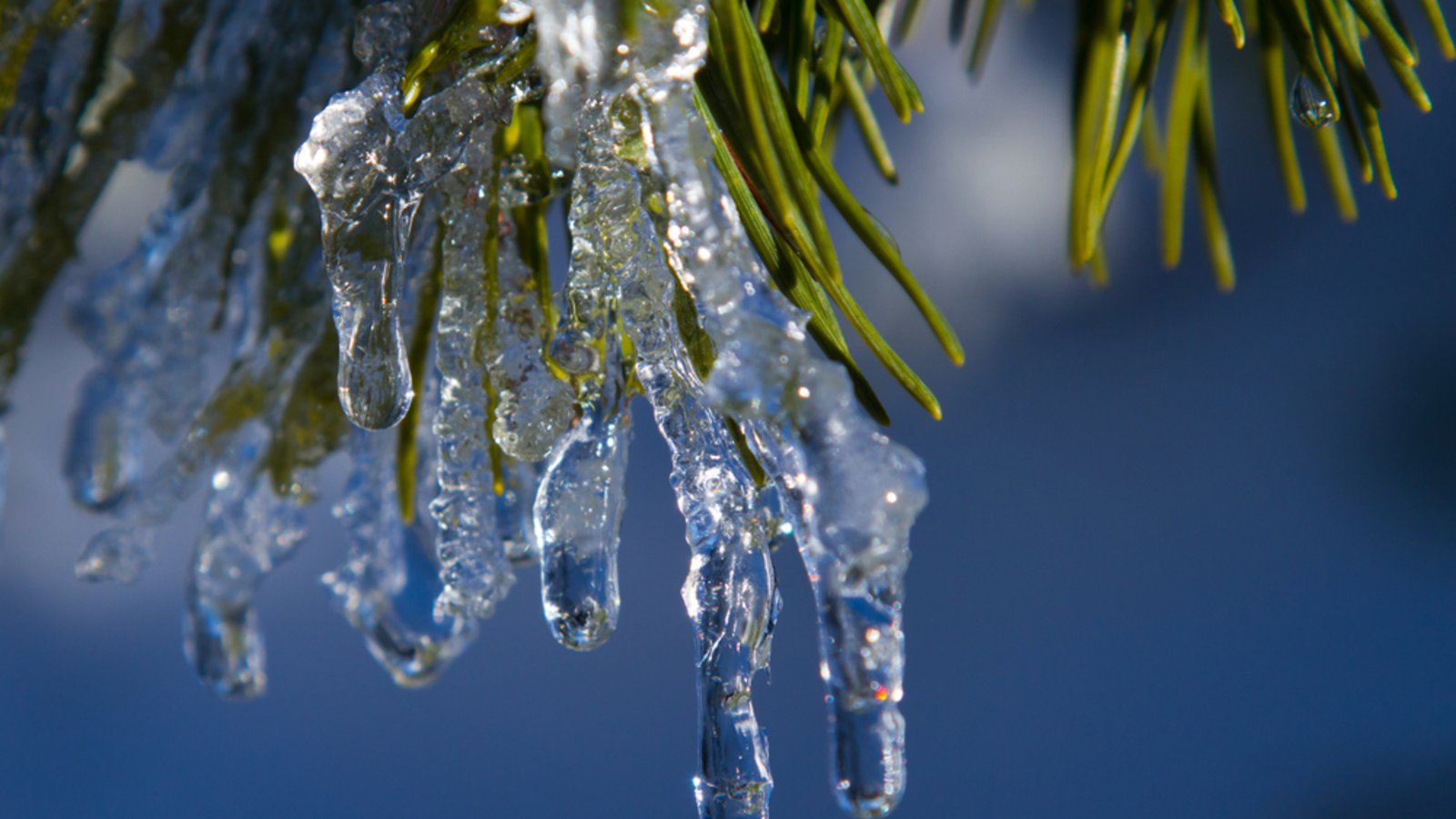 Ein erstes Anzeichen für wärmeres Wetter.Foto: Puravida1954 / shutterstock.com