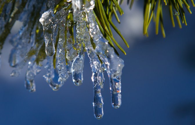 Ein erstes Anzeichen für wärmeres Wetter.<span class='image-autor'>Foto: Puravida1954 / shutterstock.com</span>