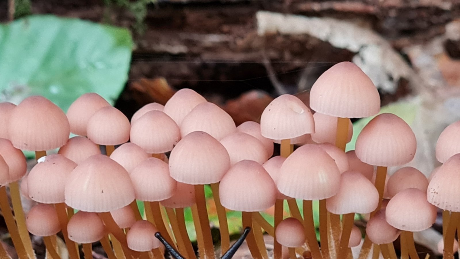 Zum Wetter und zu der nun startenden Pilzsaison passt das Foto von Jochen Bergmann aus Illingen. „Zu sehen ist eine Nacktschnecke, die sich über den gedeckten Tisch an Pilzen freut. Für welchen wird sie sich wohl entscheiden?“, fragt der Fotograf und merkt noch an: „Bei den Pilzen handelt es sich um den Gelbstieligen Nitrathelmling (Mycena renati), für uns Menschen leider ungenießbar.“