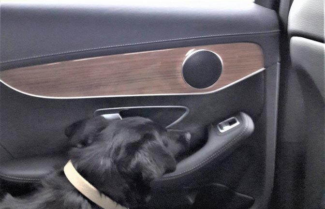Nun ist es bewiesen: Bei den Armlehnen von Autotüren handelt es sich in Wahrheit um Kopfstützen für den Hund.  <span class='image-autor'>Foto: Rücker</span>