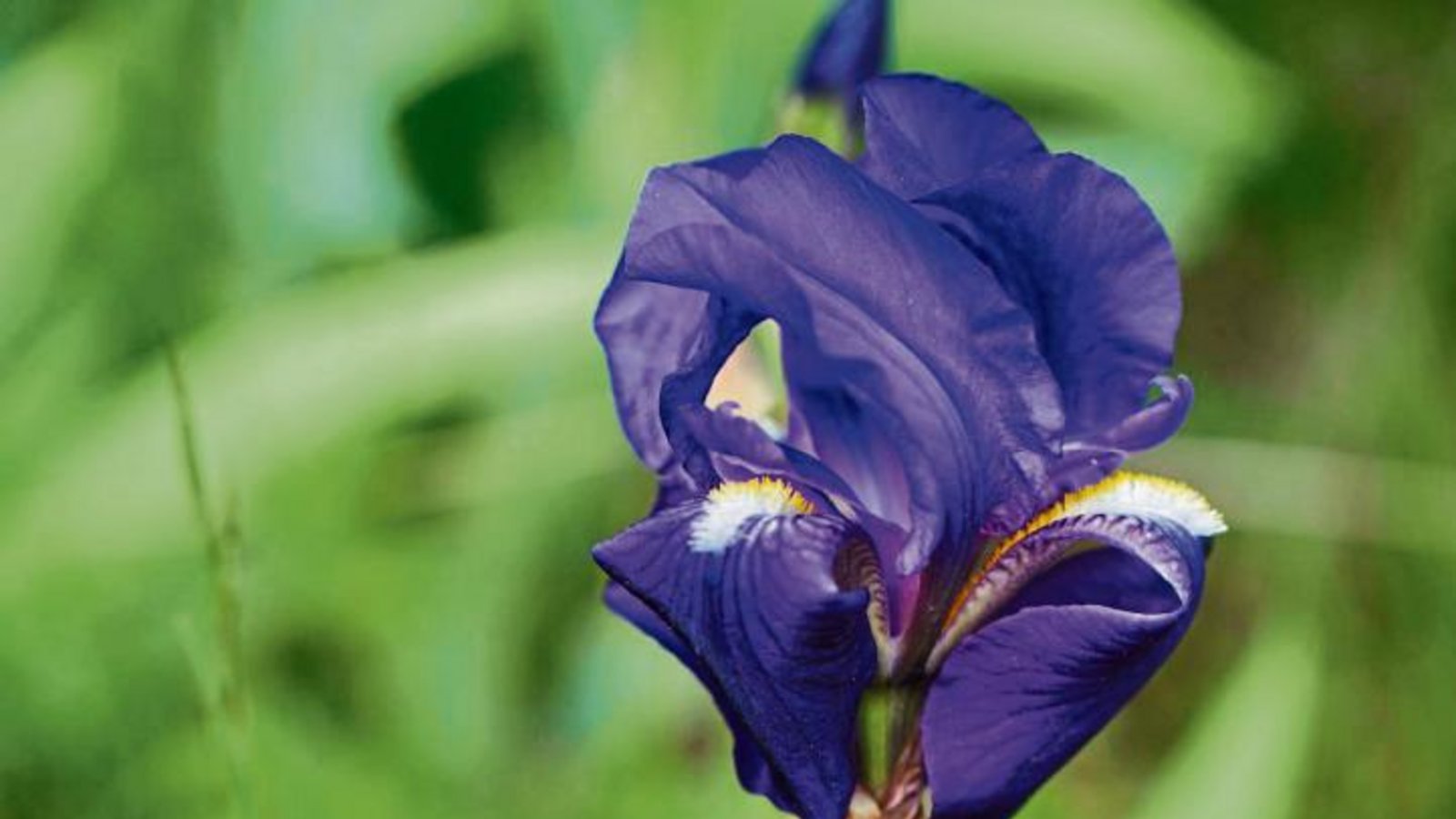 Die Deutsche Schwertlilie, [[em]]Iris germanica[[/em]], fühlt sich im Weinberg wohl. Foto: Thalhäuser