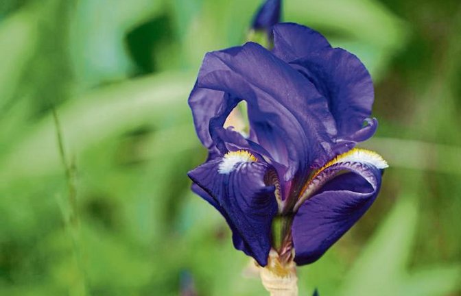 Die Deutsche Schwertlilie, [[em]]Iris germanica[[/em]], fühlt sich im Weinberg wohl. Foto: Thalhäuser