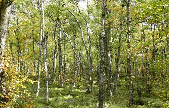 Moor-Birken in einem Wald im Roten Moor in der Röhn. Die Moor-Birke ist "Baum des Jahres" 2023.<span class='image-autor'>Foto: Rainer Maus/Dr. Silvius Wodarz Stiftung/dpa</span>