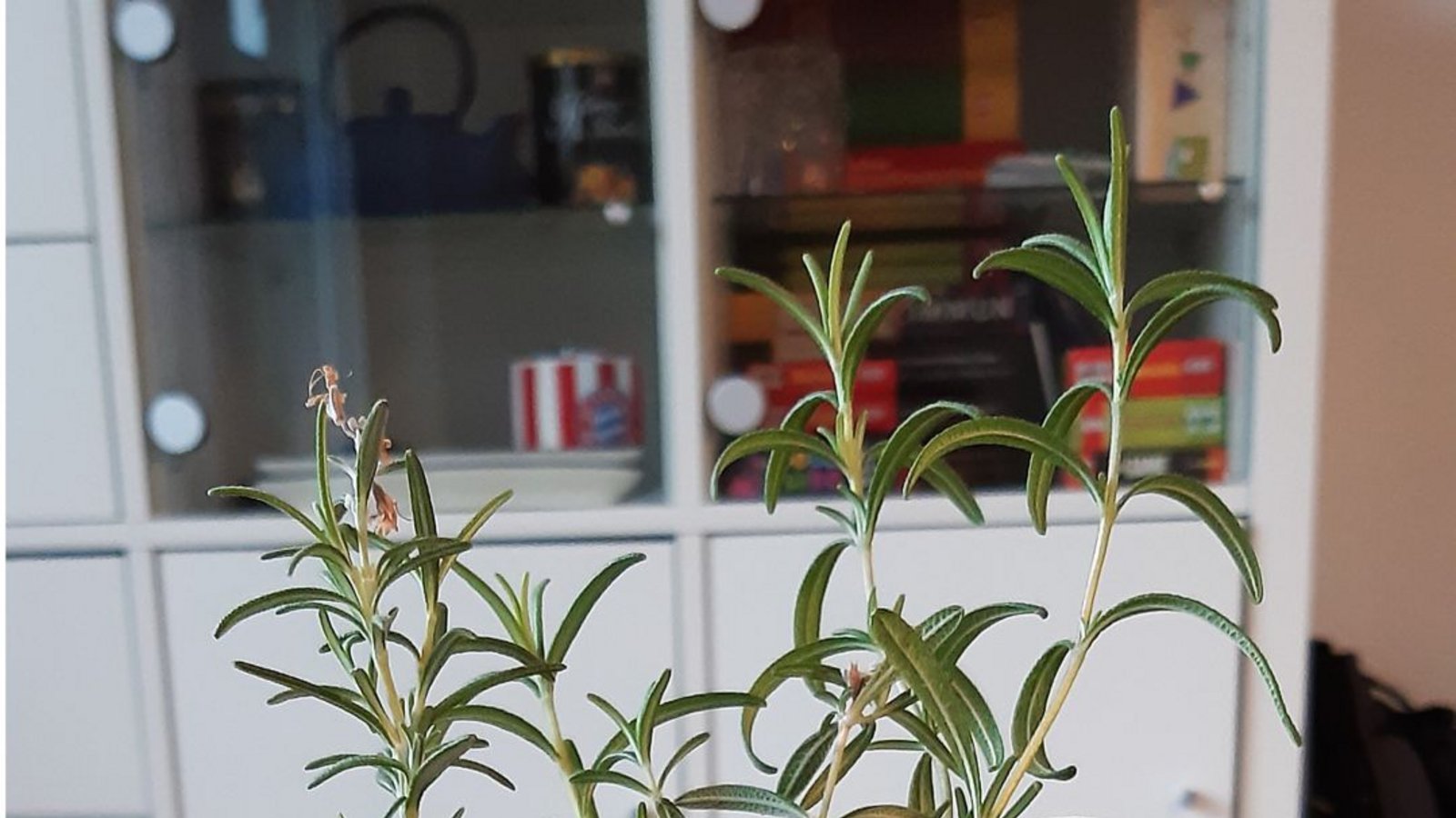 Bei Kräutern funktioniert die vegetative Vermehrung über Pflanzenteile auch gut. Dazu einfach einen Zweig ein paar Tage in Wasser stellen, damit dieser Wurzeln bilden kann. Dann in Erde pflanzen. Dieser Rosmarin etwa ist schon seit einigen Wochen eingepflanzt.Foto: StZN/Katharina Eisenbarth Bei Kräutern funktioniert die vegetative Vermehrung über Pflanzenteile auch gut. Dazu einfach einen Zweig ein paar Tage in Wasser stellen, damit dieser Wurzeln bilden kann. Dann in Erde pflanzen. Dieser Rosmarin etwa ist schon seit einigen Wochen eingepflanzt.Foto: StZN/Katharina Eisenbarth