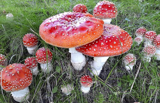 Der Fliegenpilz (Amanita muscaria) ist eine giftige Pilzart, die 2022 von der  Deutschen Gesellschaft für Mykologie zum Pilz des Jahres gewählt wurde.<span class='image-autor'>Foto: Imago/Blickwinkel</span>