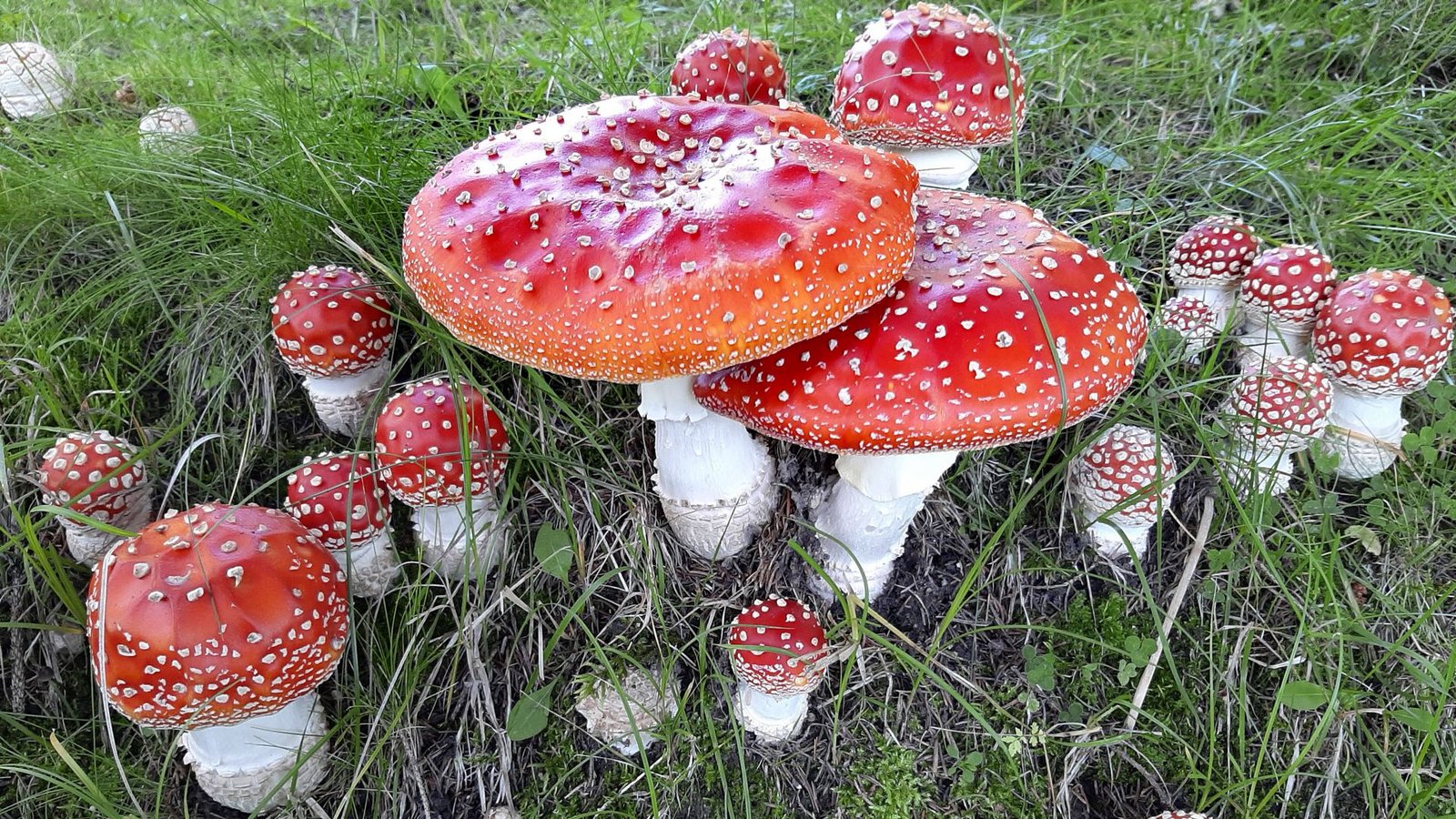 Der Fliegenpilz (Amanita muscaria) ist eine giftige Pilzart, die 2022 von der Deutschen Gesellschaft für Mykologie zum Pilz des Jahres gewählt wurde.Foto: Imago/Blickwinkel Der Fliegenpilz (Amanita muscaria) ist eine giftige Pilzart, die 2022 von der Deutschen Gesellschaft für Mykologie zum Pilz des Jahres gewählt wurde.Foto: Imago/Blickwinkel