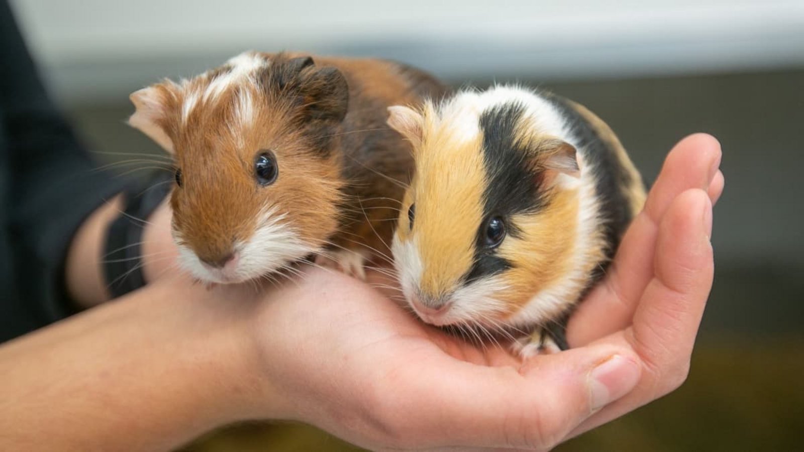 Einem Sicherheitsdienst sei Dank: Das Meerschweinchen wurde an die Halterin zurückgegeben.Roberto Bulgrin (Symbolfoto) Einem Sicherheitsdienst sei Dank: Das Meerschweinchen wurde an die Halterin zurückgegeben.Roberto Bulgrin (Symbolfoto)