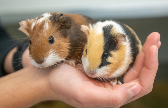 Einem Sicherheitsdienst sei Dank: Das Meerschweinchen wurde an die Halterin zurückgegeben.<span class='image-autor'>Roberto Bulgrin (Symbolfoto)</span>