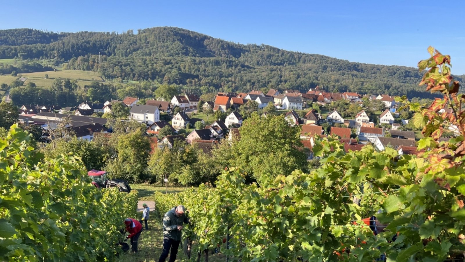 Weinsüden Sachsenheim Weinberge Wengert Weinbau Reben Foto: Stadt Sachsenheim