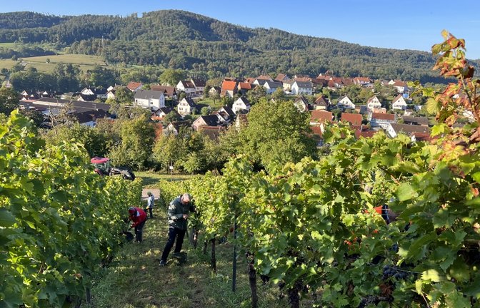 Weinsüden Sachsenheim Weinberge Wengert Weinbau Reben Foto: Stadt Sachsenheim