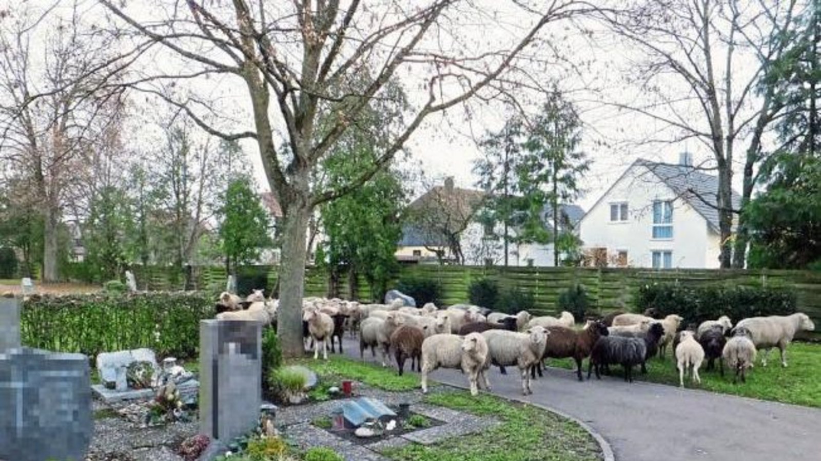 Eine kleine Schafherde hat den Horrheimer Friedhof erobert.  Foto: Weber