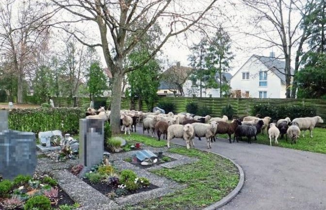 Eine kleine Schafherde hat den Horrheimer Friedhof erobert.  Foto: Weber