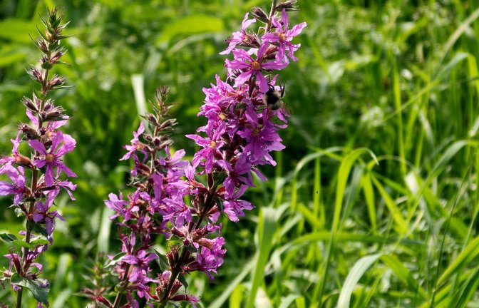 Auch Wiesenblumen können allergische Reaktionen hervorrufen. <span class='image-autor'>Foto: Landratsamt Ludwigsburg</span>