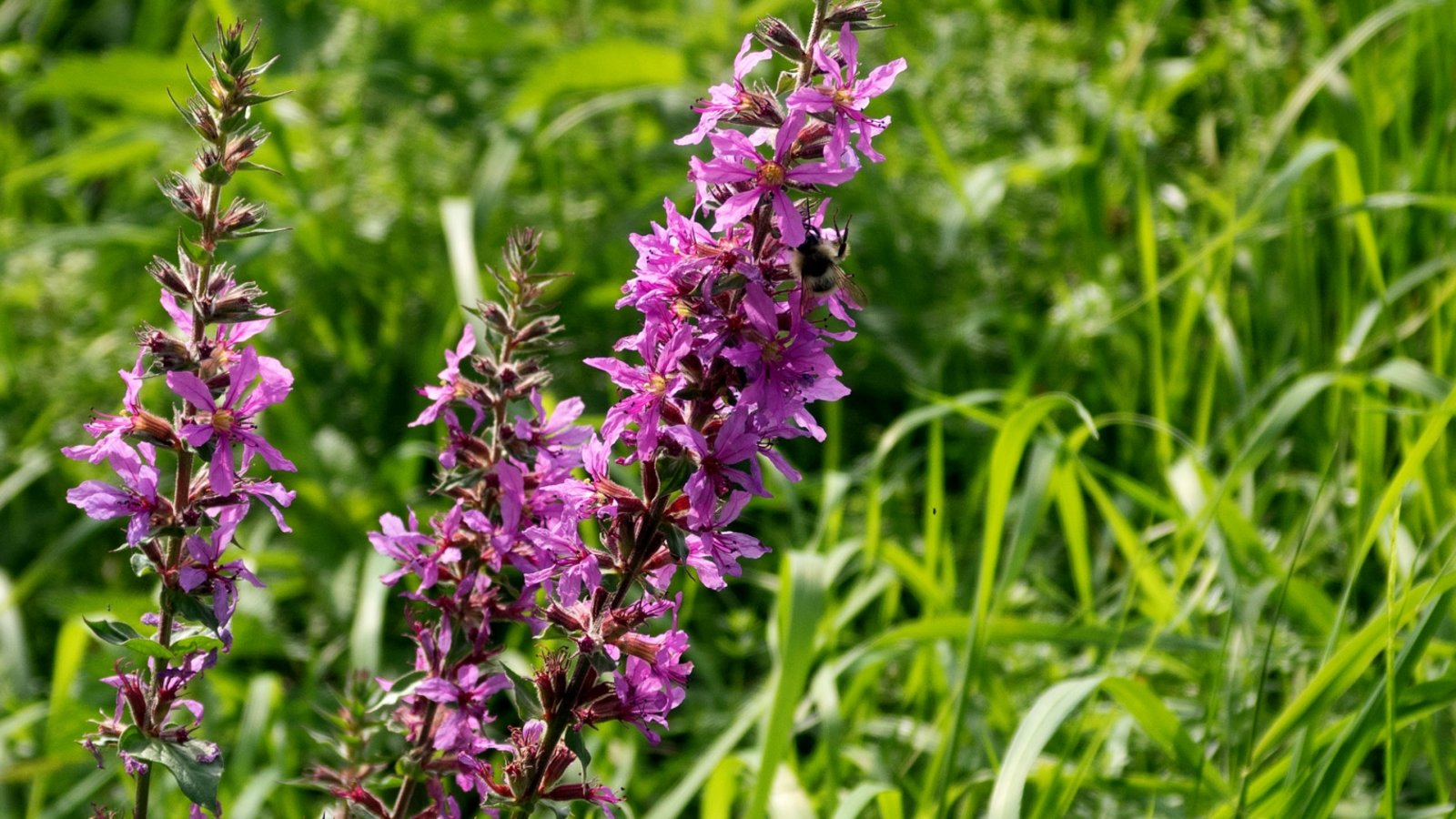 Auch Wiesenblumen können allergische Reaktionen hervorrufen. Foto: Landratsamt Ludwigsburg