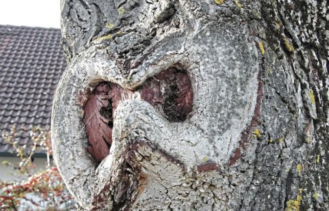 Ein Baum mit dem bösen Blick? Fotografiert in Hochdorf.  Foto: Banholzer