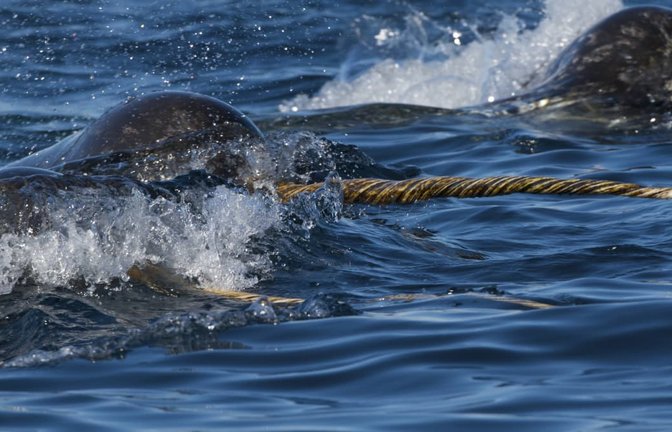Der Zahn des Narwals ist im Tierreich einzigartig. Denn während andere lange Zähne – etwa die Stosszähne von Elefanten, Walrossen oder auch die Schneidezähne von Bibern – eine Krümmung beschreiben, wächst der männliche Narwalzahn schraubenförmig nach vorne.<span class='image-autor'>Imago/Bluegreen Pictures</span>