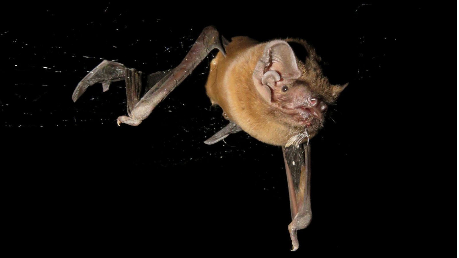 Auf frischer Tat ertappt: Europas größte Fledermaus jagt und verzehrt Singvögel in der LuftFoto: Auf frischer Tat ertappt: Europas größte Fledermaus jagt und verzehrt Singvögel in der LuftFoto: 
