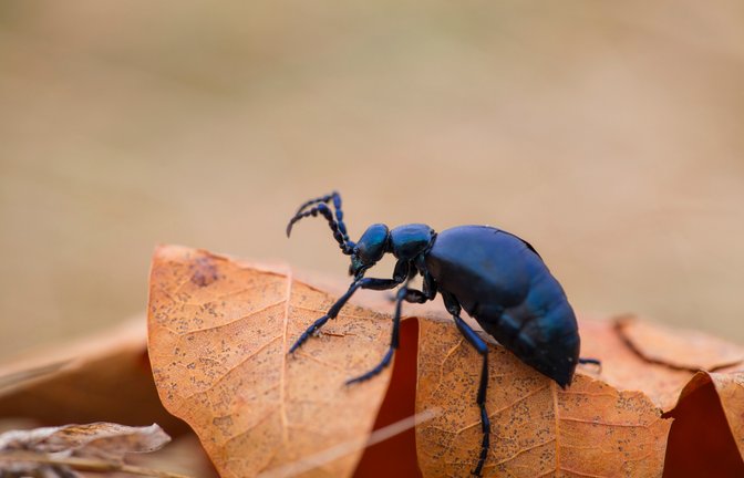 Ölkäfer sind giftig.<span class='image-autor'>Foto: godi photo / shutterstock.com</span>