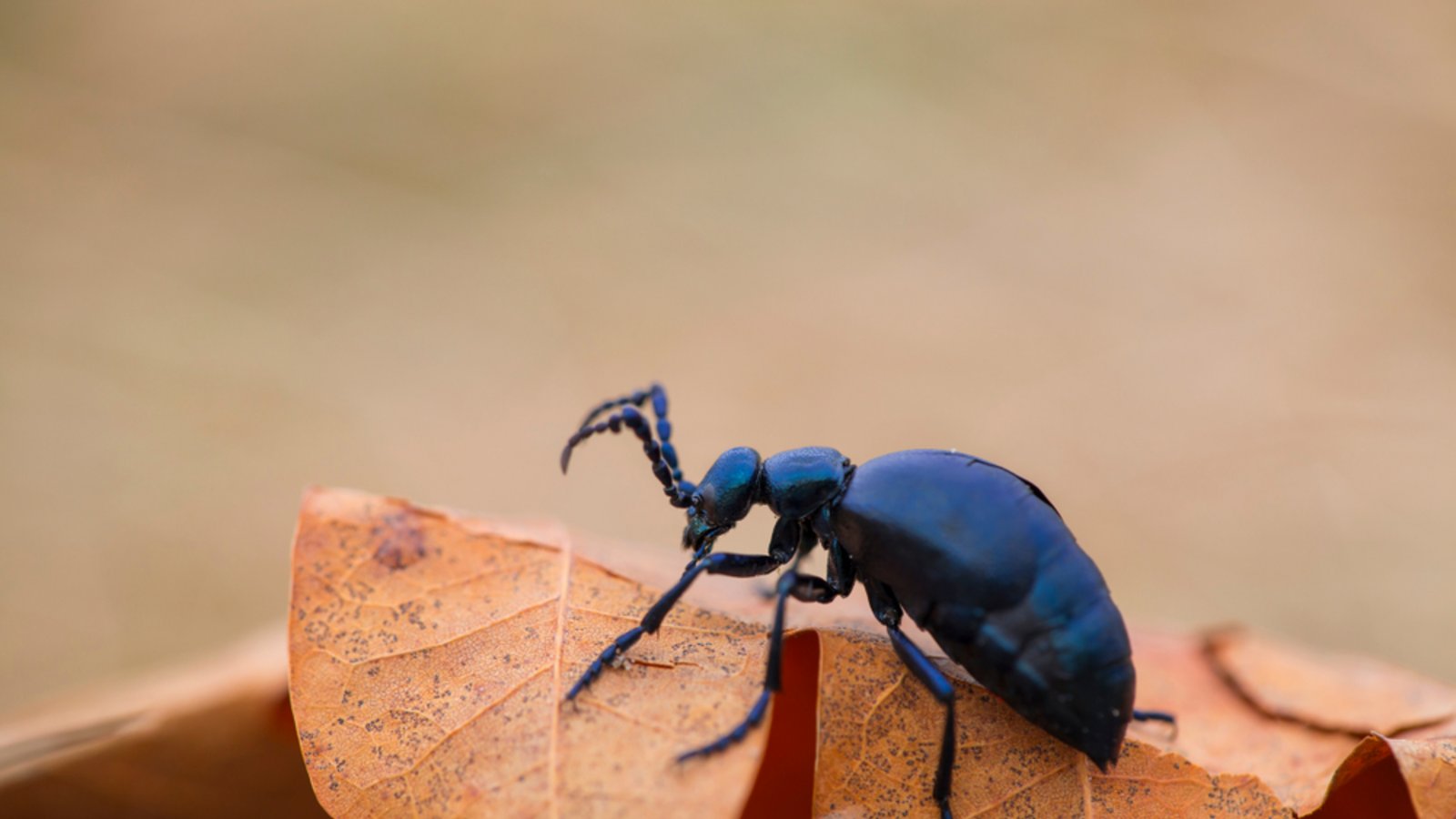 Ölkäfer sind giftig.Foto: godi photo / shutterstock.com