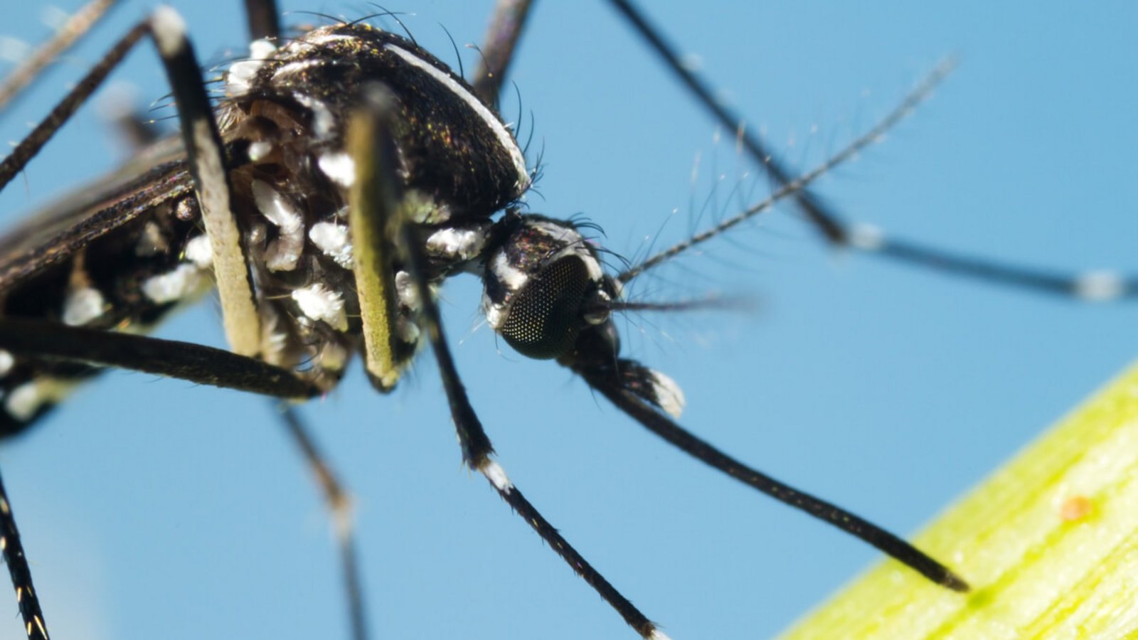 Der Mückenatlas verfolgt die Verbreitung von eingeführten Mückenarten in Deutschland. So können Sie Mücken einschicken und bestimmen lassen.Foto: InsectWorld / Shutterstock.com