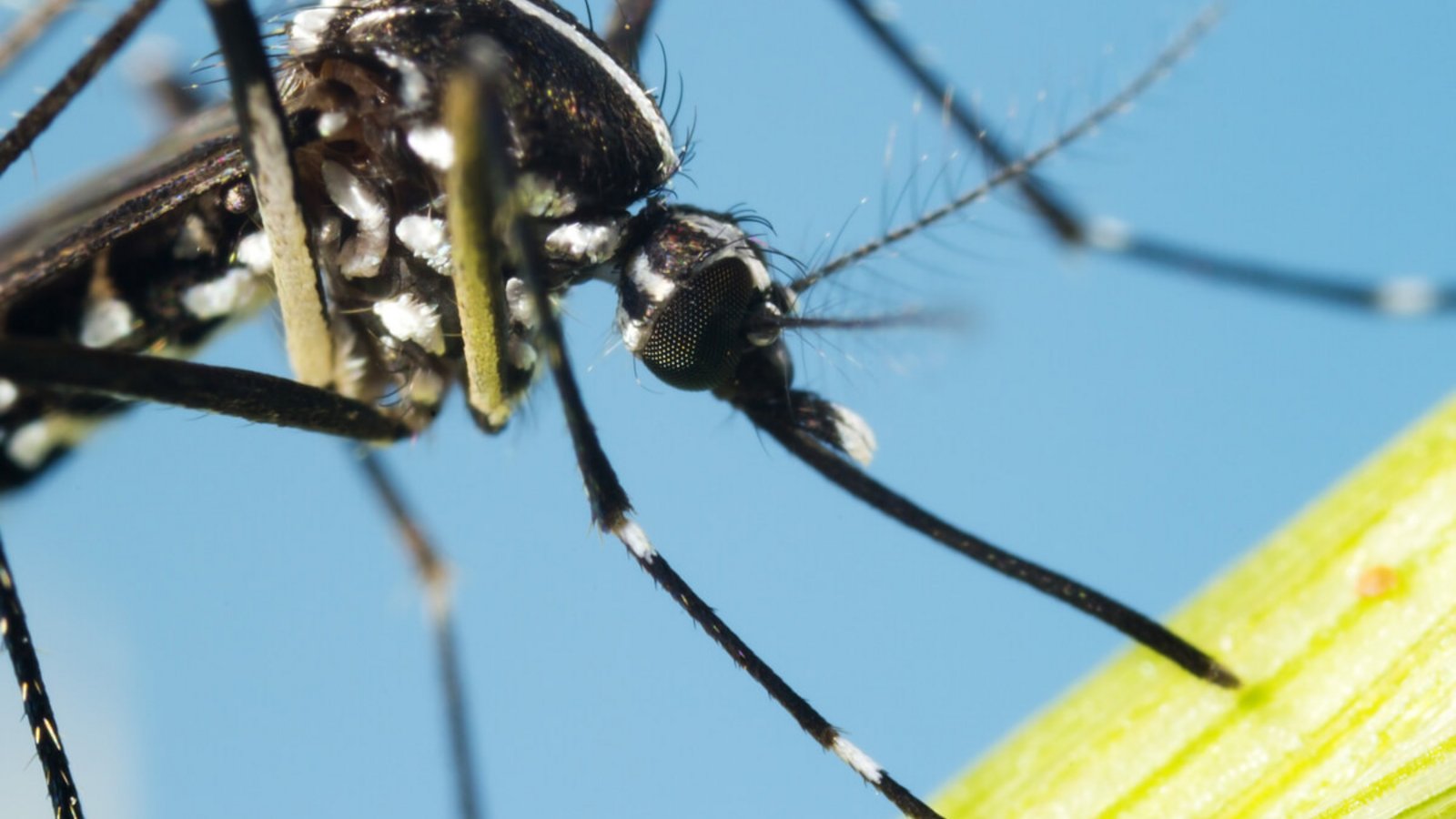 Der Mückenatlas verfolgt die Verbreitung von eingeführten Mückenarten in Deutschland. So können Sie Mücken einschicken und bestimmen lassen.Foto: InsectWorld / Shutterstock.com
