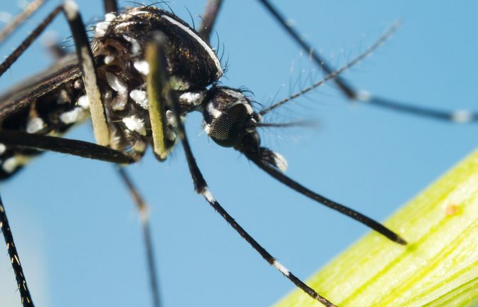 Der Mückenatlas verfolgt die Verbreitung von eingeführten Mückenarten in Deutschland. So können Sie Mücken einschicken und bestimmen lassen.<span class='image-autor'>Foto: InsectWorld / Shutterstock.com</span>