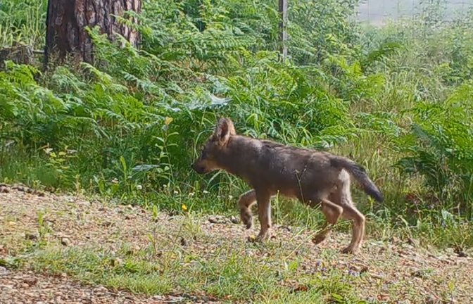 Von den Welpen im Südschwarzwald gibt es noch keine Fotos – dieses Jungtier tappte vor einiger Zeit im Veldensteiner Forst in Bayern in eine Fotofalle.<span class='image-autor'>Foto: Lupovision/Baysf</span>