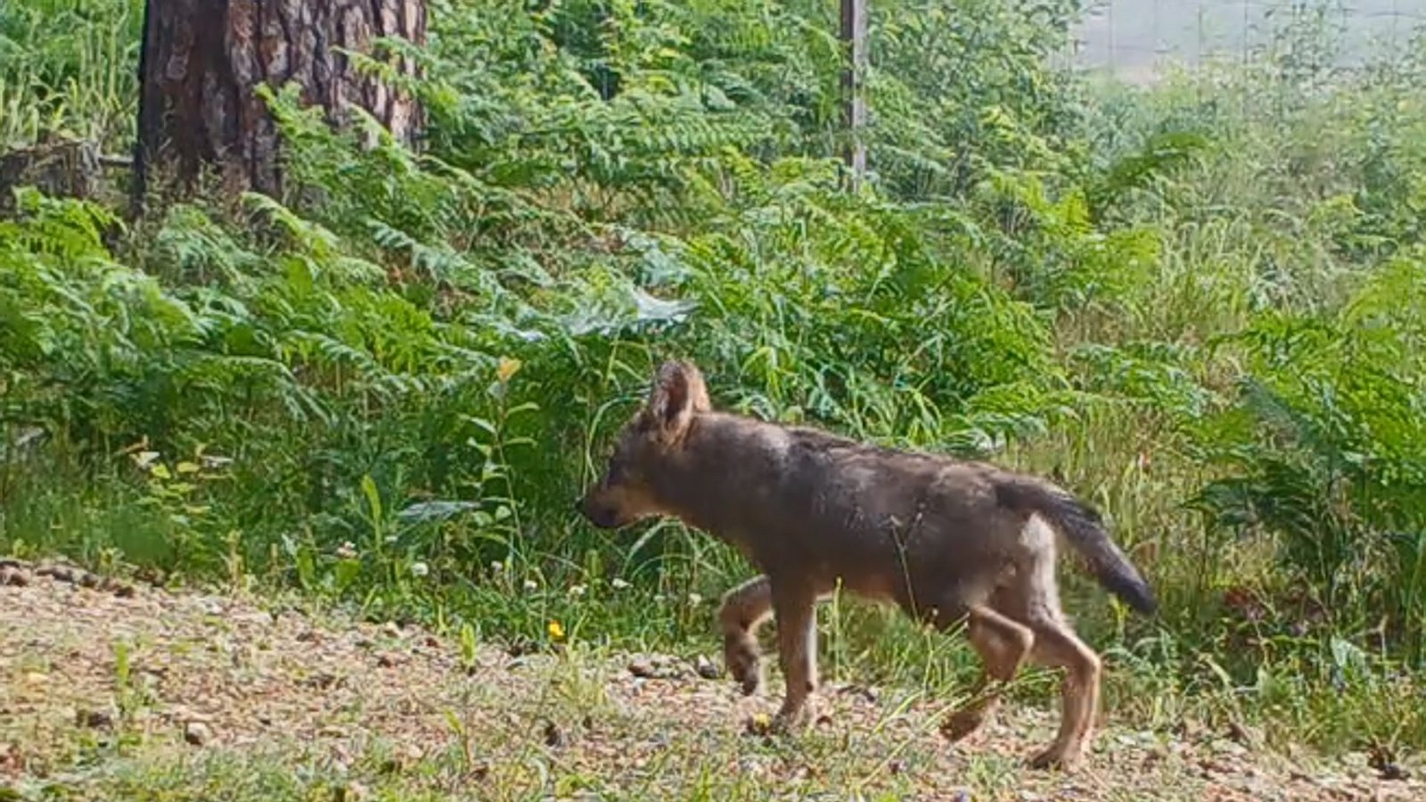 Von den Welpen im Südschwarzwald gibt es noch keine Fotos – dieses Jungtier tappte vor einiger Zeit im Veldensteiner Forst in Bayern in eine Fotofalle.Foto: Lupovision/Baysf Von den Welpen im Südschwarzwald gibt es noch keine Fotos – dieses Jungtier tappte vor einiger Zeit im Veldensteiner Forst in Bayern in eine Fotofalle.Foto: Lupovision/Baysf