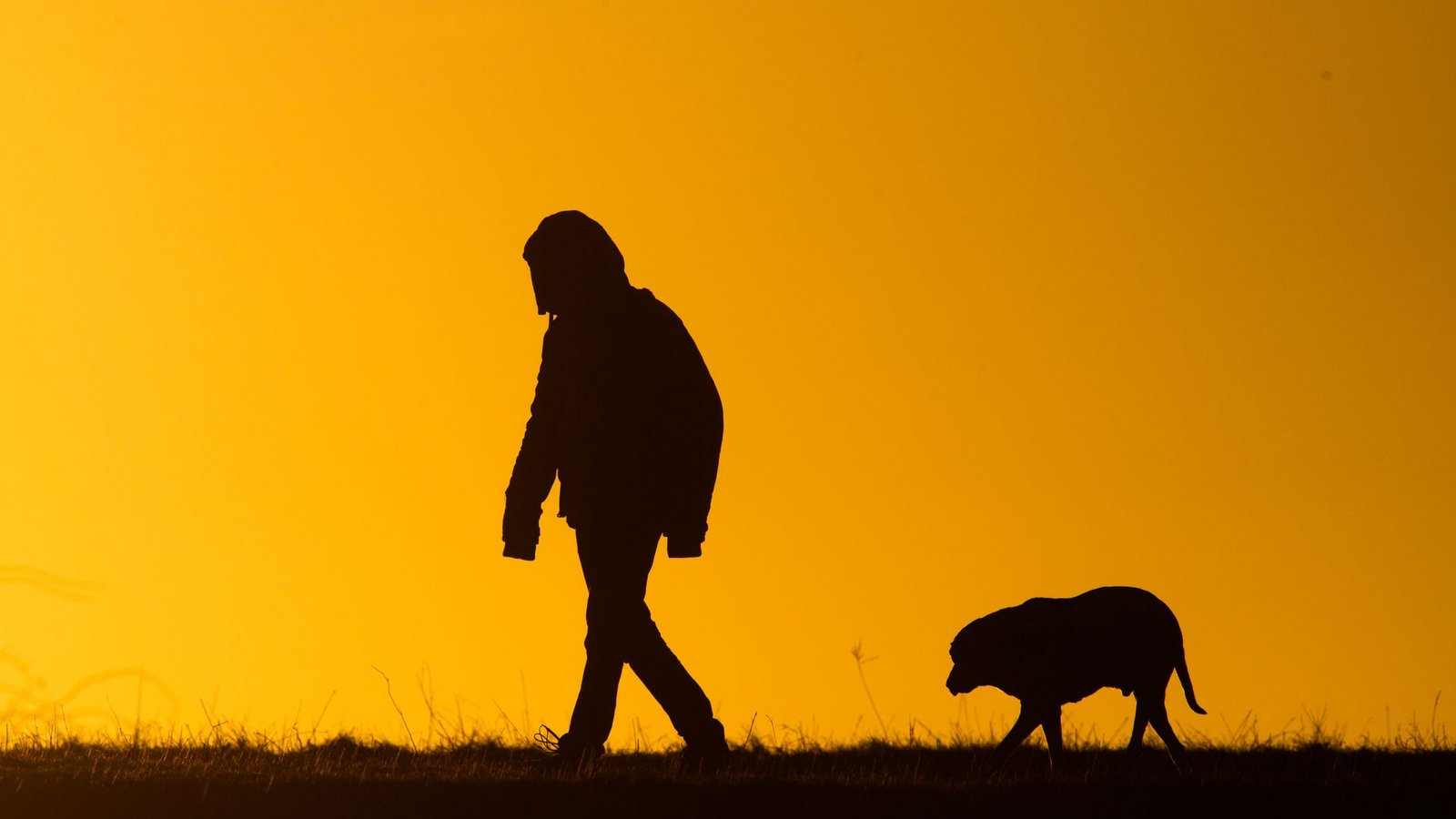 Viele Hundebesitzer bekommen es nicht mit, wenn ihre Tiere leiden. (Symbolbild)Foto: Julian Stratenschulte/dpa