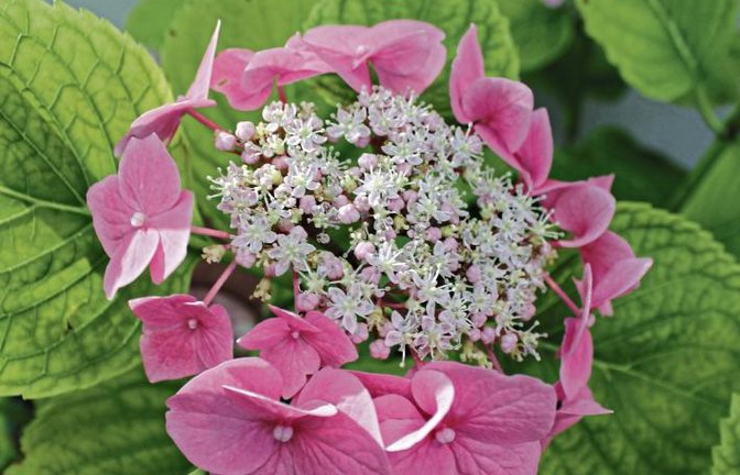 „Wir wissen nicht, woher die kommen, noch, was es für welche sind“, sagen Adolf und Erika Zucker vom Enzweihinger Lindenhof. Das Paar freut sich natürlich trotzdem über die bunte Blumenpracht im heimischen Garten. Laut der VKZ-Blütenbeauftragten könnte es sich um eine Hortensie handeln.  Foto: Pfisterer