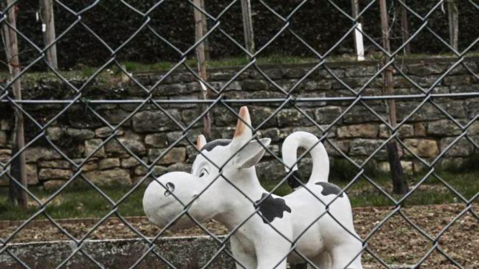 Hinter Gittern? Nein, der Eindruck täuscht. Diese Rieter Kuh ist eine Freilandkuh, wie sie im Buche steht. Foto: Rostek Hinter Gittern? Nein, der Eindruck täuscht. Diese Rieter Kuh ist eine Freilandkuh, wie sie im Buche steht. Foto: Rostek