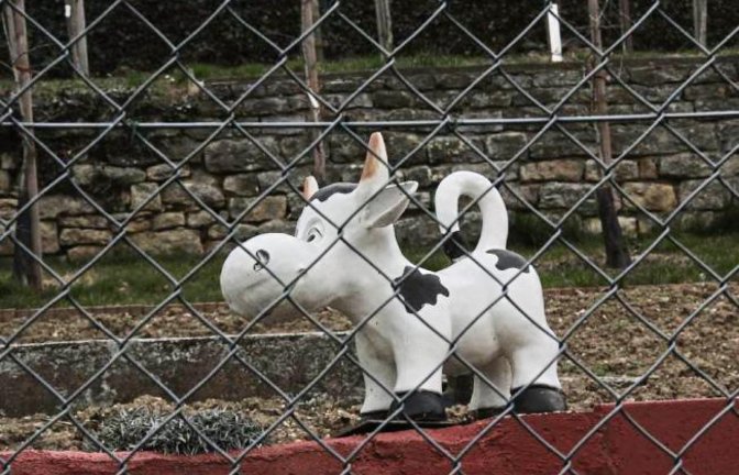 Hinter Gittern? Nein, der Eindruck täuscht. Diese Rieter Kuh ist eine Freilandkuh, wie sie im Buche steht.  Foto: Rostek