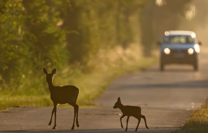 Eine Ricke und ihr Kitz überqueren am frühen Morgen eine Straße im Odervorland – unmittelbar vor einem herannahenden Auto. Im warmen Licht des Sonnenaufgangs wird sichtbar, wie hoch das Risiko von Wildunfällen in den wald- und wiesenreichen Regionen ist. (zu dpa: «Wo Wildunfälle im Südwesten am häufigsten sind»)<span class='image-autor'>Patrick Pleul/dpa</span>