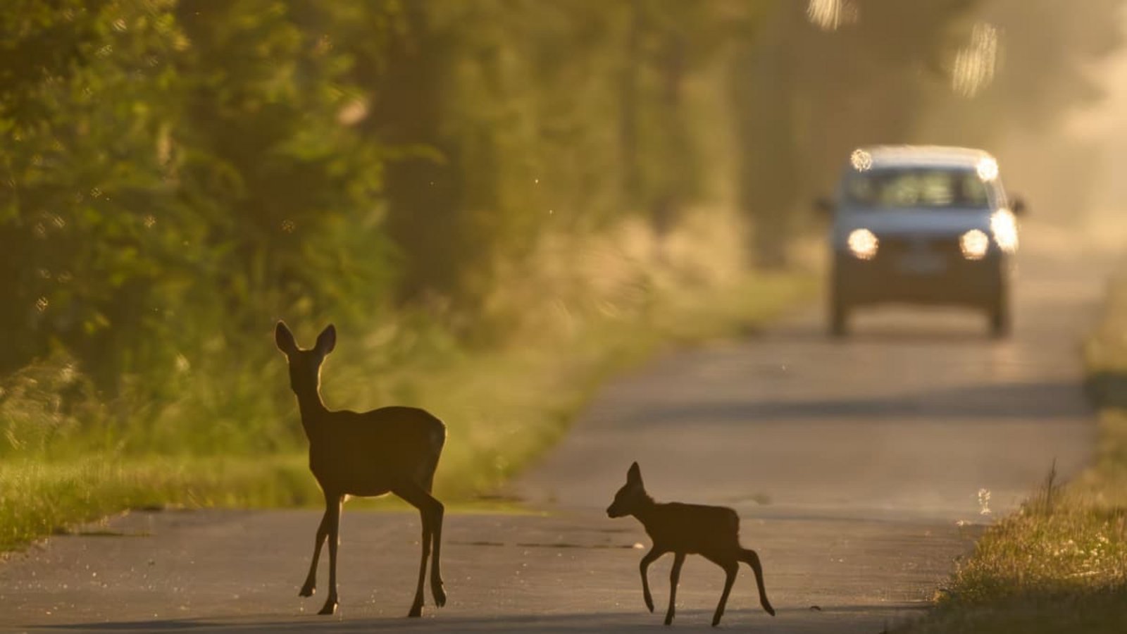 Eine Ricke und ihr Kitz überqueren am frühen Morgen eine Straße im Odervorland – unmittelbar vor einem herannahenden Auto. Im warmen Licht des Sonnenaufgangs wird sichtbar, wie hoch das Risiko von Wildunfällen in den wald- und wiesenreichen Regionen ist. (zu dpa: «Wo Wildunfälle im Südwesten am häufigsten sind»)Patrick Pleul/dpa Eine Ricke und ihr Kitz überqueren am frühen Morgen eine Straße im Odervorland – unmittelbar vor einem herannahenden Auto. Im warmen Licht des Sonnenaufgangs wird sichtbar, wie hoch das Risiko von Wildunfällen in den wald- und wiesenreichen Regionen ist. (zu dpa: «Wo Wildunfälle im Südwesten am häufigsten sind»)Patrick Pleul/dpa