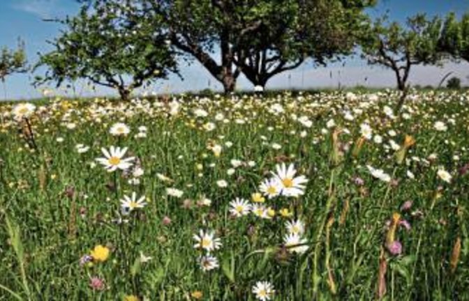 Wiesenpflege mit der Sense lernen.  Foto: LE