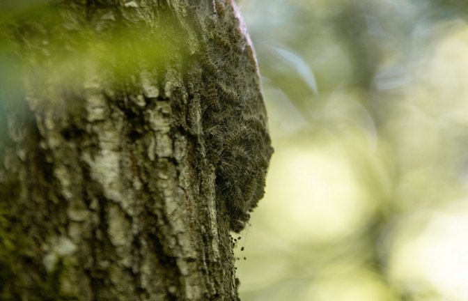 Ein typisches Nest des Eichenprozessionsspinners am Stamm einer Eiche: ein helles und dichtes Gespinst mit zahlreichen Raupen.  <span class='image-autor'>Foto: Enzkreis/Sofie Bloß</span>